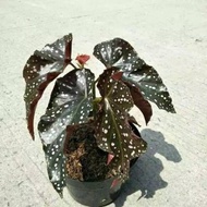 Tanaman Hias Begonia Maculate Mocca - Begonia Mocca
