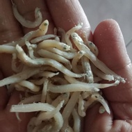 Bilis mata biru sabah