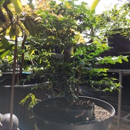 Bonsai jeruk kingkit batang 3 bonggol besar