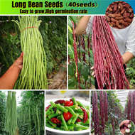 ปลูกง่าย ปลูกได้ทั่วไทย ของแท้ 100% เมล็ดพันธุ์ 40เมล็ด เมล็ดพันธุ์ ถั่วฝักยาว Long Bean Seeds ลำน้ำชี เมล็ดพันธุ์ผัก เมล็ดพันธุ์ ผักสวนครัว เมล็ดพันธุ์ผัก เมล็ดผัก เมล็ดพืช ผักสวนครั เมล็ดพันธุ์พืช เมล็ดดอกไม้ พรรณไม้ ต้นไม้ เมล็ดพันธุ์ผัก Plants