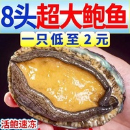冷冻鲍鱼海鲜特大号新鲜海捕特大鲍鱼冷冻野生佛跳墙材料非鲍鱼干