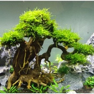 bonsai aquascape aquarium free weeping moss aquascape fish /shrimp