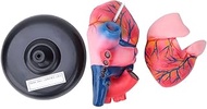Generic Human Heart Model, Life Size Anatomical Human Heart Model with Ventricles​, Atrium, Valves, 