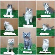 Jual Anakan Kucing Persia 2.5 bulan longhair Angora Anggora kitten