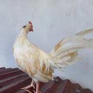 Onagadori Ayam Ekor panjang Putih mahkota hitam "Tulak"