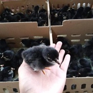 DOC Bibit Anak Ayam Kampung Unggul KUB