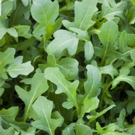 200 Rocket Salad Arugula Lettuce Seed Rose Seed Plant Seed Vegetable Seed (Fr SG)/Seed/Flower/Garden