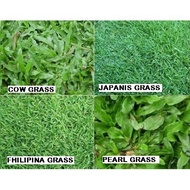 Rumput Hidup ( Cow Grass, Pearl Grass, Philipine Grass & Japanese Grass )