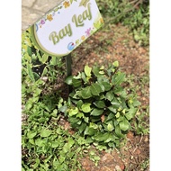Bay Leaf Garden Plant Signage