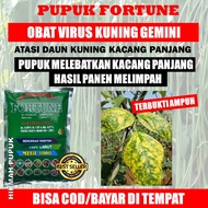 FORTUNE Obat Virus Kuning Gemini &amp; Keriting Daun Kacang Panjang Terong Jagung Timun dll Pupuk Tepung Kalsium + Boron Atasi Hama Virus Kuning Semua Tanaman Obat Hawa Virus Kuning Gemini Kacang Panjang Jagung Timun dll Isi Lebih Banyak 1 KG