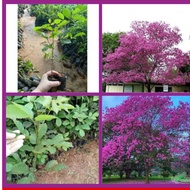 Dreamy purple-flowered maple tree