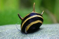 4 pcs bumble bee nerite snail aquarium decoration