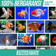 SUN12 Koleksi Mas Koki Ikan Hias Aquascape Air Tawar Aquarium