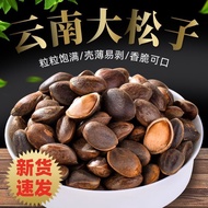 2026 Hot Snacks new products Ready Stock Yunnan wild Pine Nuts fresh wild Pine Nuts Nuts Snacks Non-