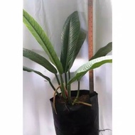 Tanaman hias philodendron lynette philo linet tanaman indoor ~~