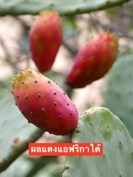 กระบองเพชร ทานผล ทานใบ โอพันเทีย ฟิคัส อินดิกา Opuntia ficus-indica นำเข้าจากแอฟริกาใต้ (ผลสีแดง) แพดสมบูรณ์ พร้อมปลูก