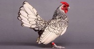 TELUR AYAM HIAS BATIK UNTUK DITETASKAN