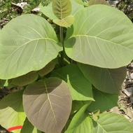 Fresh teakdaun 500 grams fresh 1/ 2 kg