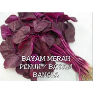 Benih Sayur BAYAM MERAH BANGLADESH