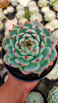 sukulen echeveria cihuahua