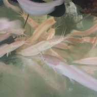Lele Albino / Lele Putih, mata merah