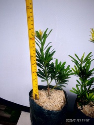 Gold Costalis Podocarpus Golden Chinese Yew Original Seedling (Updated Listing) Outdoor & Garden Gar