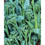 Sprout broccoli. biji benih berkualiti