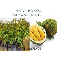 Benih Durian Musang King Murah (3kaki)