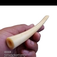 Once pipa Iga duyung original 10cm bulat