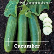 【Ready Stock】10pcs benih Timun Cucumber seeds Timun hibrid High Germination Rate