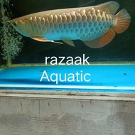 Terbaru Ikan Arwana Golden Red Bluebase Hb