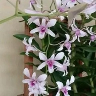 ANGGREK DENDROBIUM ALBERTINE DEWASA TERBARU