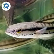 FishLove 💗 ikan gabus toman 20-25 cm aquarium