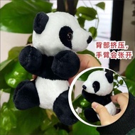 [Free Shipping] Lucky Bamboo Hydroponic Plants Lucky Guanyin Bamboo Living Room Fortune Bamboo Indoo