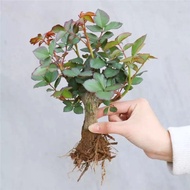 Yi Yi Yi Yi Old Pile Rose Sapling Four Seasons Flowering Potted Land Carrying Flowers Outdoor Rose Sapling Climbing Vine