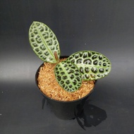 Sindo - Labisia Turtle Back By Foliage Nature Live Plant ADQ8BE6E3T