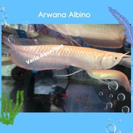 PTR Ikan Arwana Silver Albino - Ikan Hias Arwana Albino