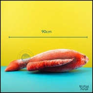 Bantal Bentuk Ikan Kakap Merah Jumbo size XL