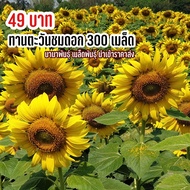 เมล็ดพันธุ์ ดอกทานตะวันชมดอก 300 เมล็ด ต้นสูง ดอกใหญ่