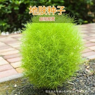 Green Skin Seed Broom Grass Seed Green Grass Lawn Seed Flower Four Seasons Courtyard Ornamental Skin