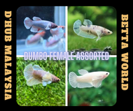 DHUB Dumbo Elephant Ear Female Betta Fish Assorted / Ikan Laga Dumbo Elephant Ear Betina Assorted