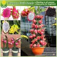 100% Legit Mixed Pitaya Seeds Dragon Fruit Seeds for Planting & Gardening (150pcs/pack) Balcony Pott