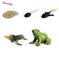 DYRUIDOJ1 Growth Cycle Model Biology Science Toy Butterfly Growth Cycle Teaching Material Insect Ani