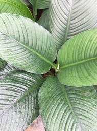 FF Tanaman Hias bisa Indoor Manaloa besar (Spathiphyllum wallisii)