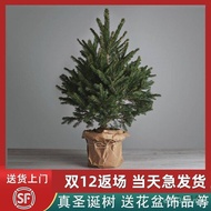 Pine Nobe Large 2025 Living Real Christmas New Style Spruce Real Tree Potted Household Decoration Pi