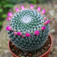 Yuweng Blossoming Cactus Four Seasons Planting Small Potted Plant Bonsai Green Plant Bedroom Office 