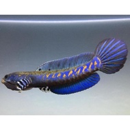 Channa Blue Pulchra Grade A chana pulchra 10cm