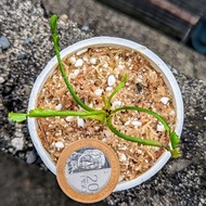 Venus Flytrap WACKY TRAPS