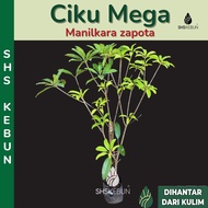 Pokok Buah Ciku Besar Ciku Mega SHS Kebun