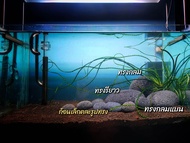 หินภูเขาไฟ นำเข้าจากออสเตรเลีย BLACK VOLCANIC STONE